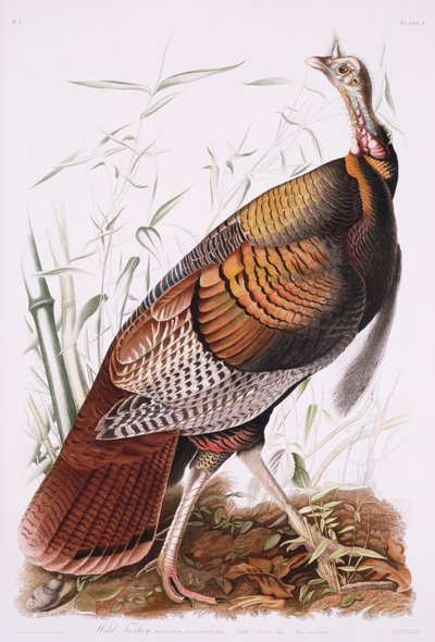 グレートアメリカンコック、またはワイルドターキー 作： John James Audubon