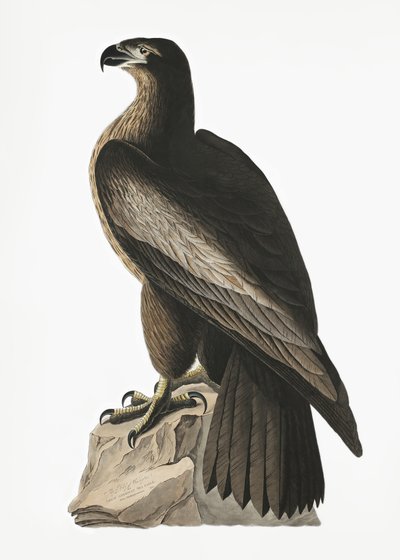  作： John James Audubon