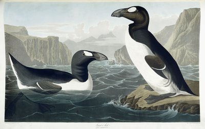 グレートオーク、1836 作： John James Audubon