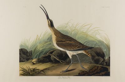 グレートエスキモーカーリュー、1835年（紙にトイレ） 作： John James Audubon
