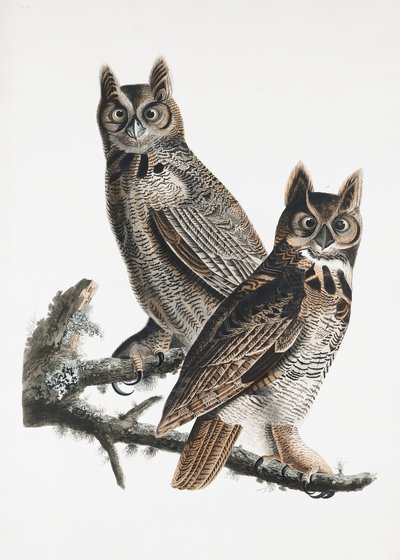  作： John James Audubon