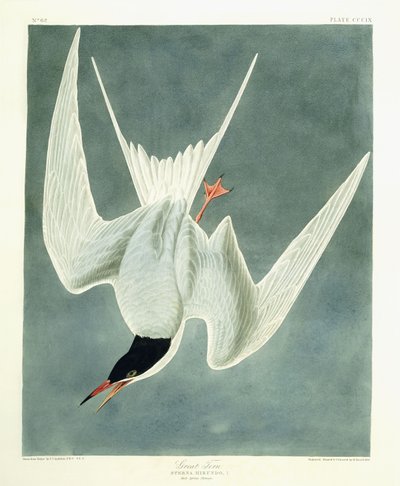 グレートターン、男性、春の羽、1836 作： John James Audubon