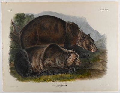 ハイイログマ 作： John James Audubon