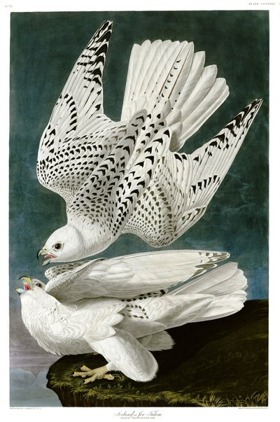 シロハヤブサ、Falcorusticolus、手描きの彫刻 作： John James Audubon