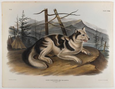 野ウサギの犬 作： John James Audubon