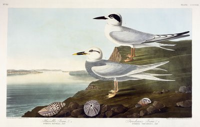 ハベルのアジサシとトルドーのアジサシ、1838 作： John James Audubon