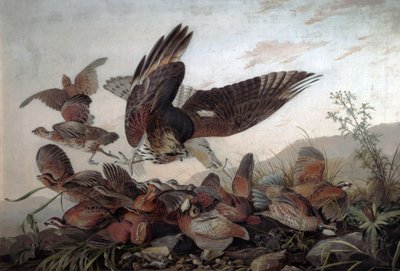 ホークアタックパートリッジ、1826年 作： John James Audubon