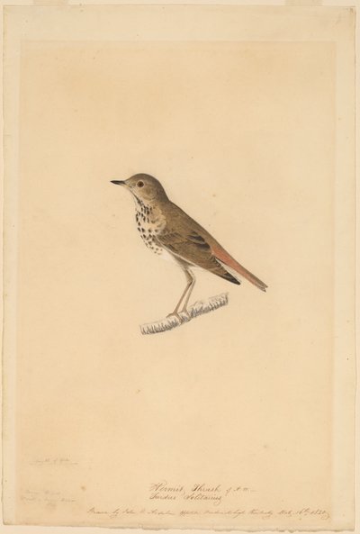 ヤドカリツグミ 作： John James Audubon