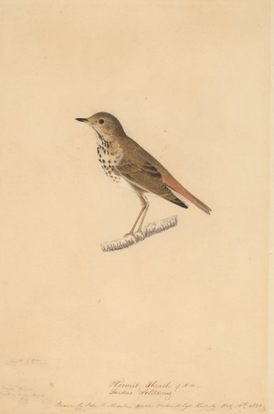 隠者ツグミ、1820年。 作： John James Audubon