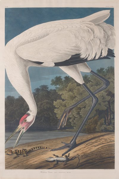 フープクレーン、1834年 作： John James Audubon