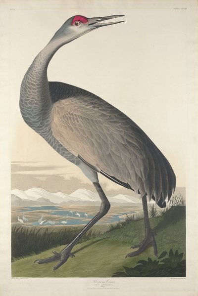 フープクレーン、1835年 作： John James Audubon