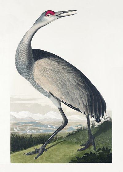  作： John James Audubon