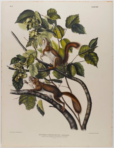 ハドソンズベイリス 作： John James Audubon
