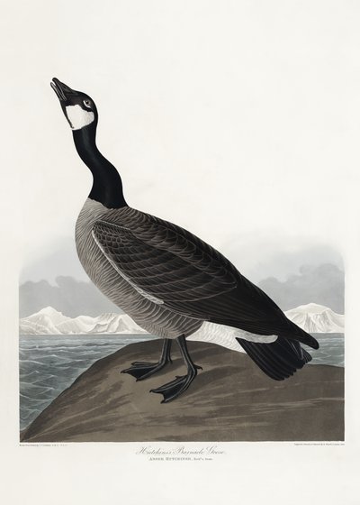  作： John James Audubon