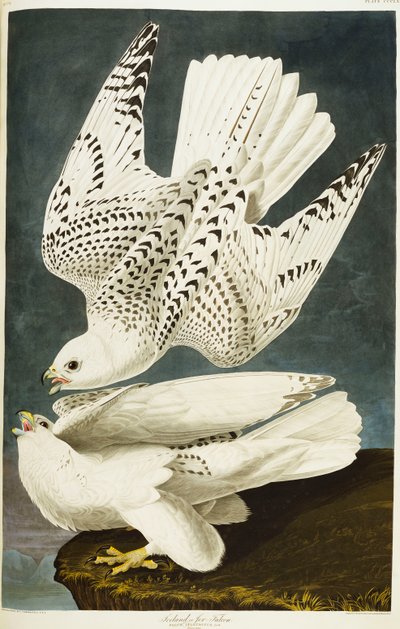 アイスランドまたはジャーファルコン。シロハヤブサ 作： John James Audubon