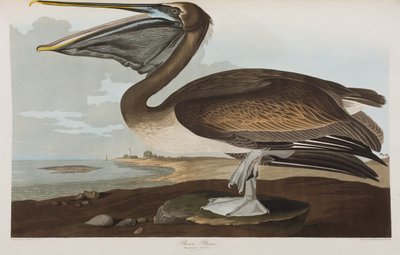 Birds of America」のイラスト 作： John James Audubon