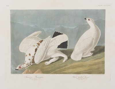 Birds of America」のイラスト 作： John James Audubon