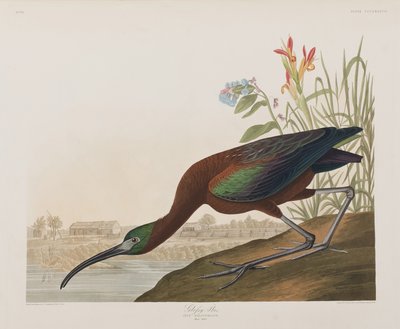Birds of America」のイラスト 作： John James Audubon