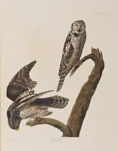 Birds of America」のイラスト 作： John James Audubon