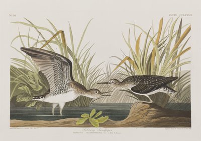 Birds of America」のイラスト 作： John James Audubon