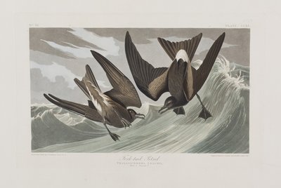 Birds of America」のイラスト 作： John James Audubon