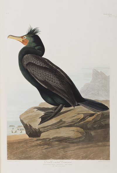 Birds of America」のイラスト 作： John James Audubon