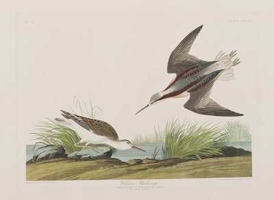Birds of America」のイラスト 作： John James Audubon