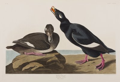 Birds of America」のイラスト 作： John James Audubon
