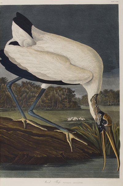 Birds of America」のイラスト 作： John James Audubon
