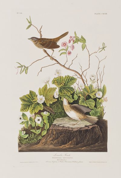 Birds of America」のイラスト 作： John James Audubon
