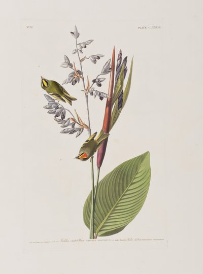 Birds of America」のイラスト 作： John James Audubon