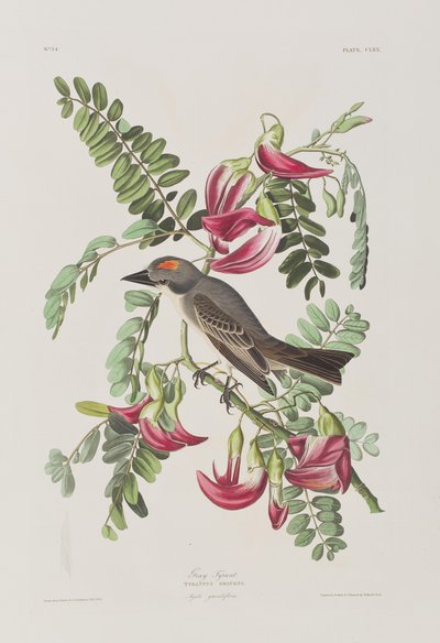 Birds of America」のイラスト 作： John James Audubon
