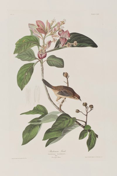 Birds of America」のイラスト 作： John James Audubon