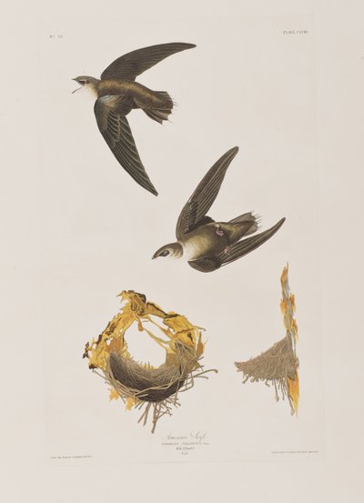 Birds of America」のイラスト 作： John James Audubon
