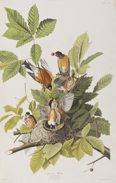 Birds of America」のイラスト 作： John James Audubon