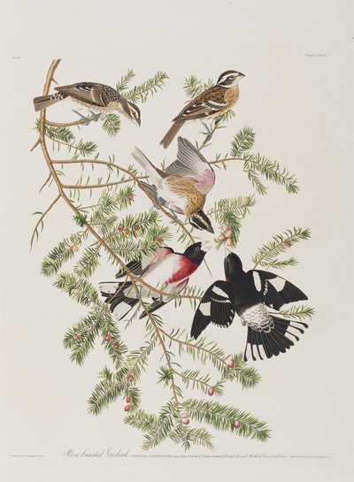 Birds of America」のイラスト 作： John James Audubon