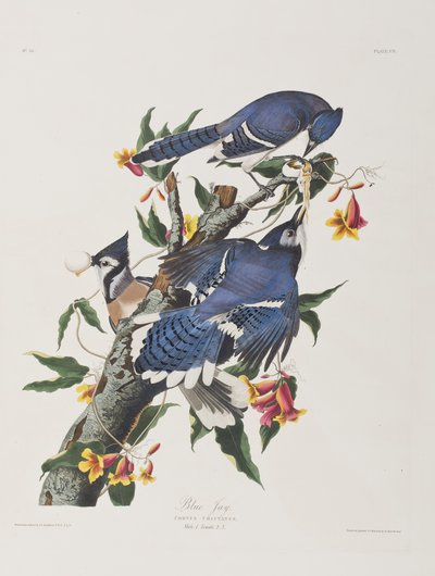 Birds of America」のイラスト 作： John James Audubon