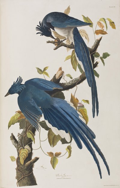 Birds of America」のイラスト 作： John James Audubon