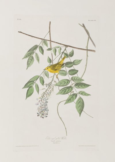 Birds of America」のイラスト 作： John James Audubon