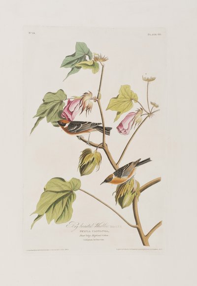 Birds of America」のイラスト 作： John James Audubon