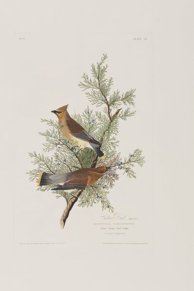 Birds of America」のイラスト 作： John James Audubon