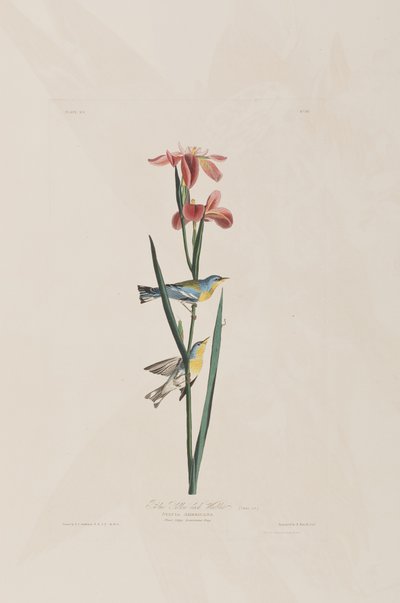 Birds of America」のイラスト 作： John James Audubon
