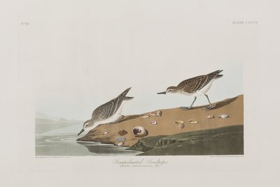Birds of America」のイラスト 作： John James Audubon