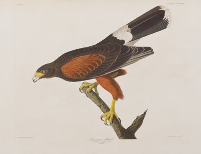Birds of America」のイラスト 作： John James Audubon