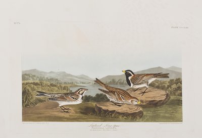 Birds of America」のイラスト 作： John James Audubon