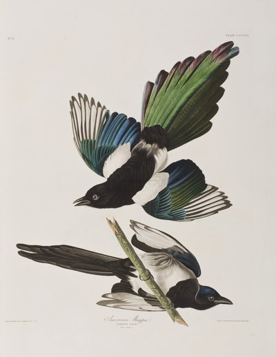 Birds of America」のイラスト 作： John James Audubon