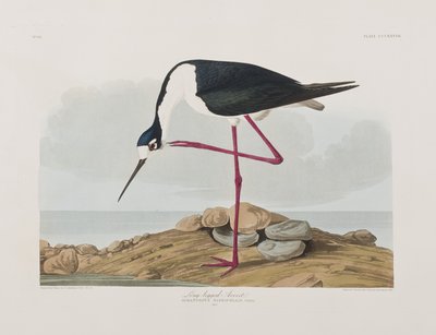 Birds of America」のイラスト 作： John James Audubon