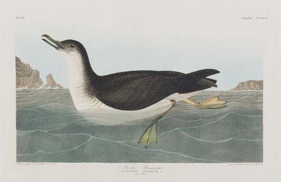 Birds of America」のイラスト 作： John James Audubon
