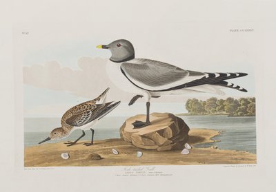 Birds of America」のイラスト 作： John James Audubon
