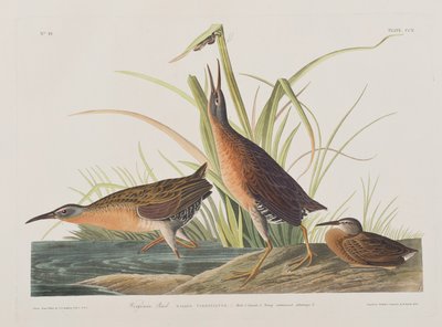 Birds of America」のイラスト 作： John James Audubon